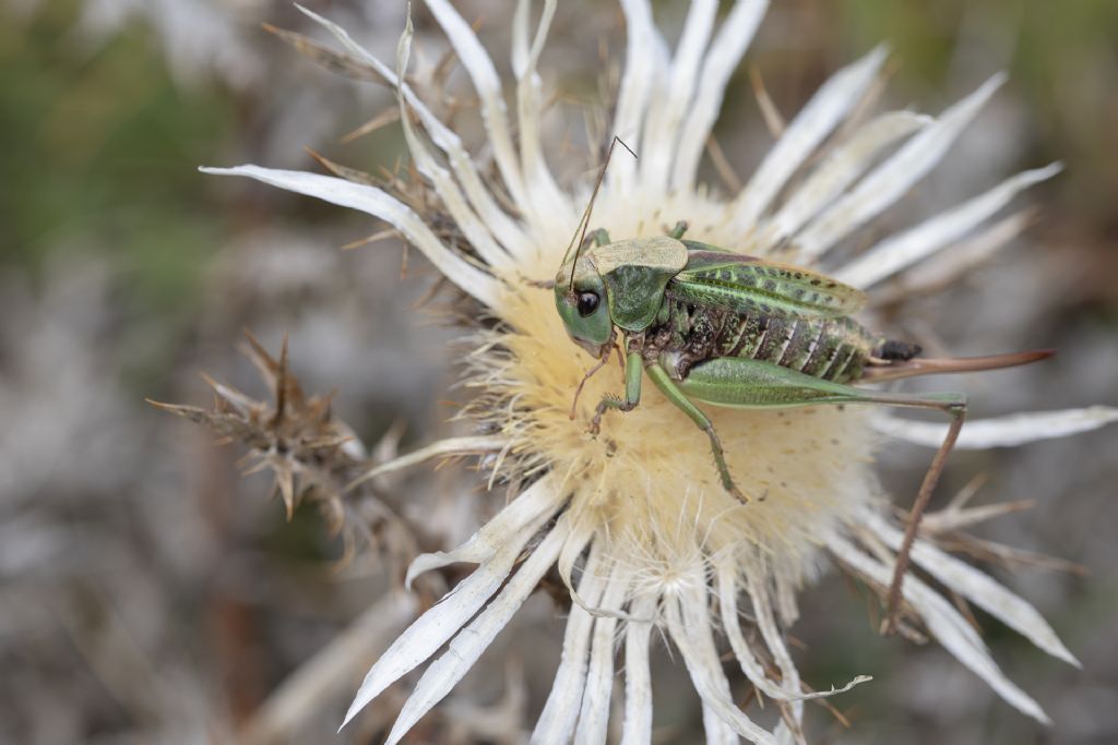 Decticus aprutianus conferma id.